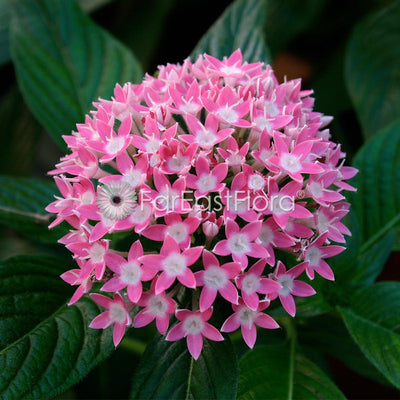 Pentas