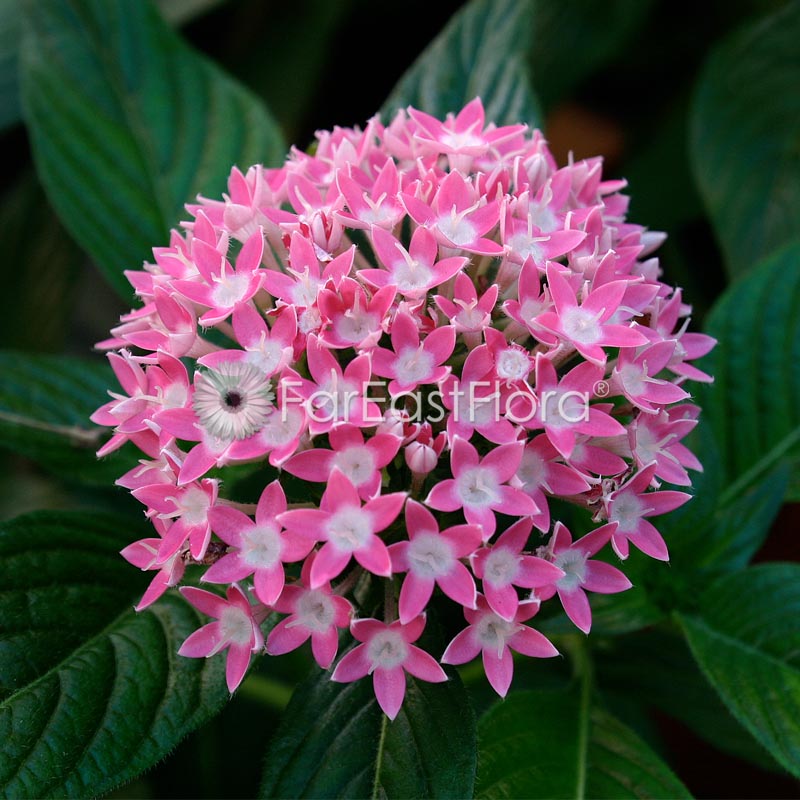 Pentas