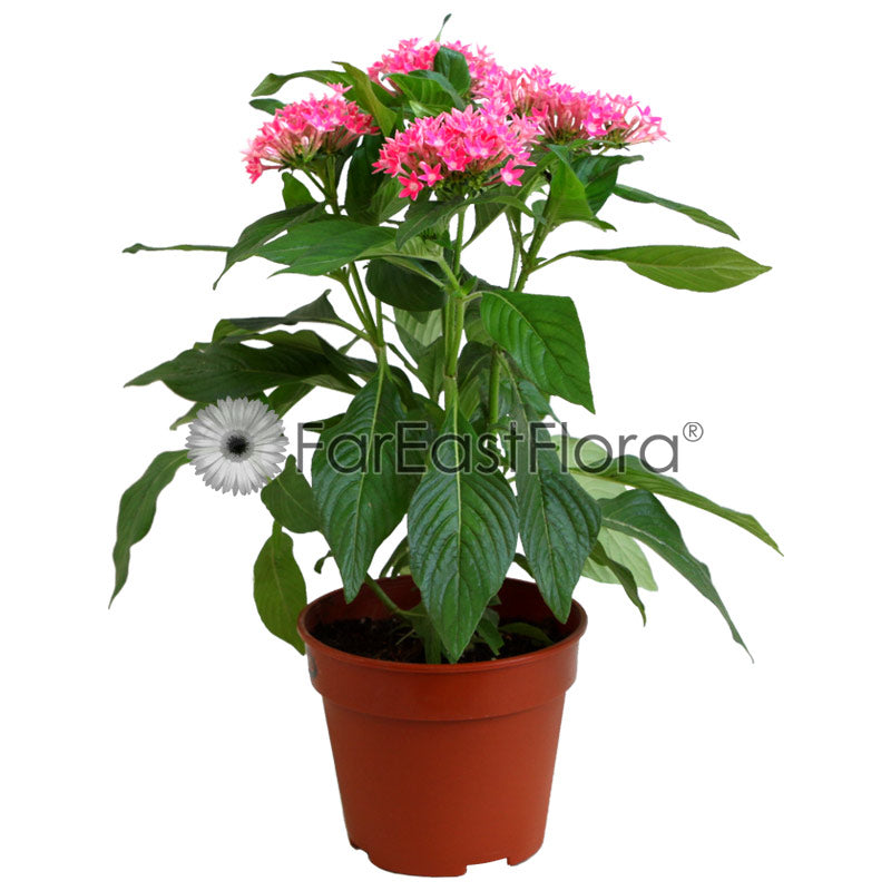 Pentas (P15c)