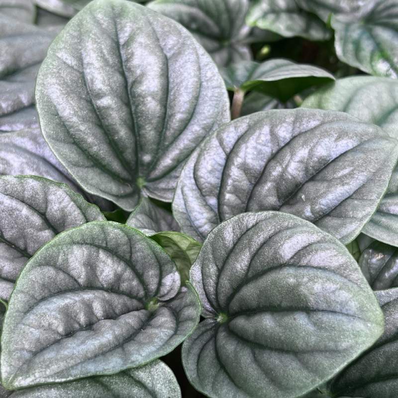 Peperomia Moonlight closeup