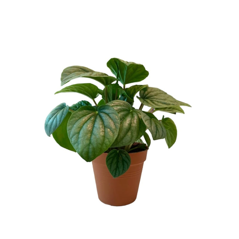 Peperomia Moonshine