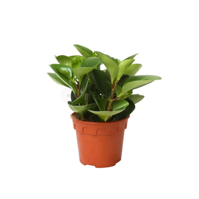 PEPEROMIA OBTUSIFOLIA GREEN P12C (SH/TYM)