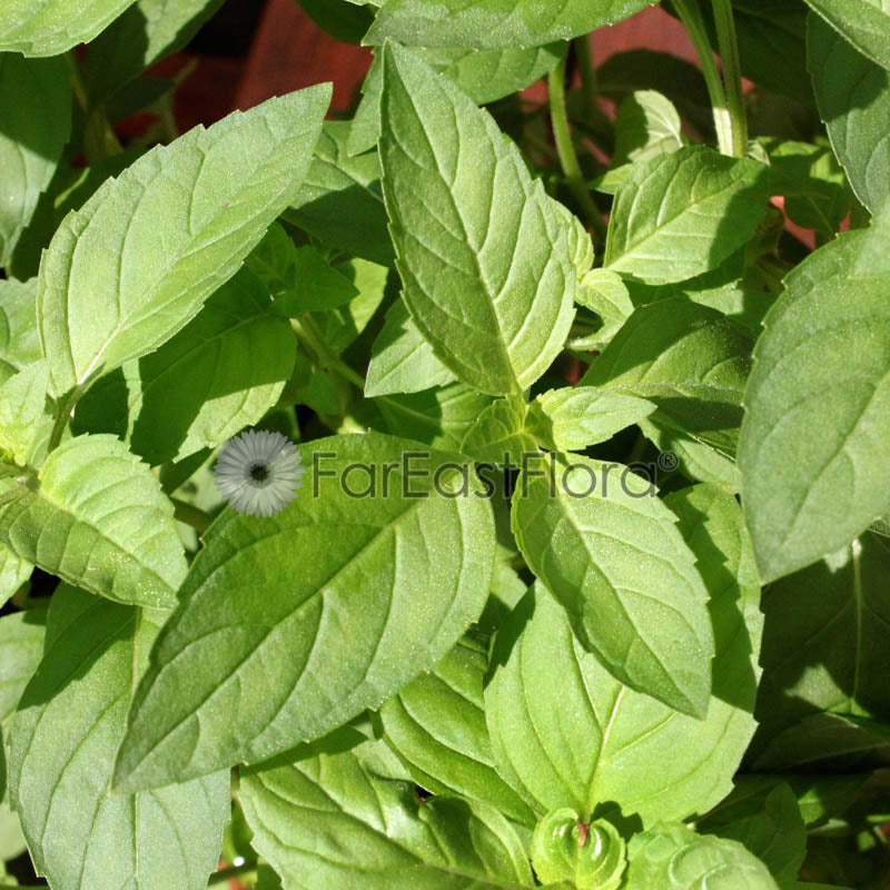 Peppermint