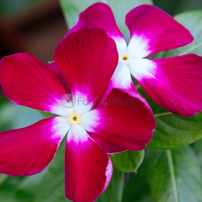 VINCA ROSEA PERIWINKLE P15C (YX)