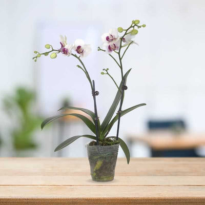 PHALAENOPSIS ASSORTED AIR-FLOWN PREMIUM AA:特级双梗3" S/O $19.90 (AF)