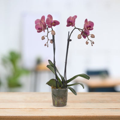 PHALAENOPSIS ASSORTED AIR-FLOWN PREMIUM AA:特级双梗3" S/O $19.90 (AF)