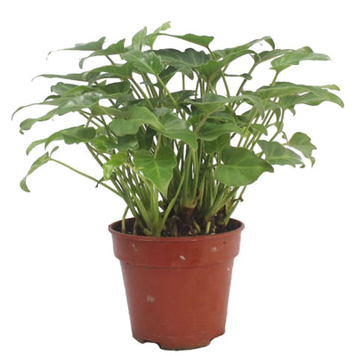 Philodendron Xanadu (P15c)