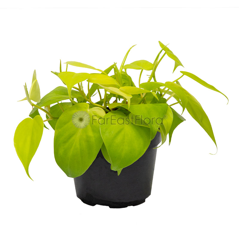 PHILODENDRON SCANDENS GOLD P12C (SL)