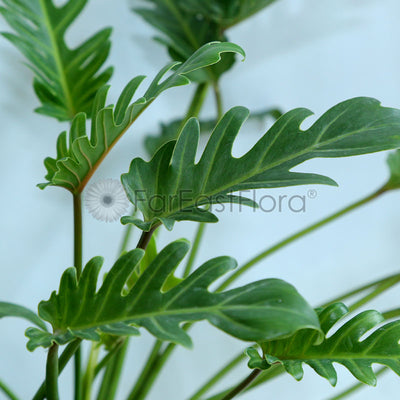 Philodendron Xanadu closeup