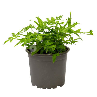 PTERIS ALBOLINEATA P12C (YG)