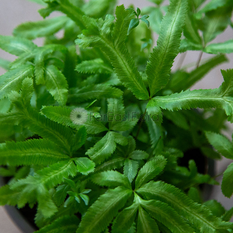 PTERIS ALBOLINEATA P12C (YG)