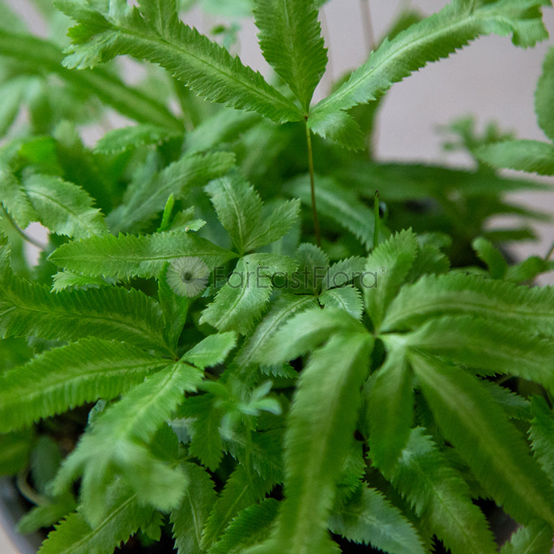 PTERIS ALBOLINEATA P12C (YG)