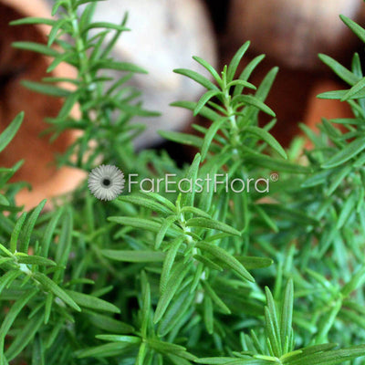 Rosemary