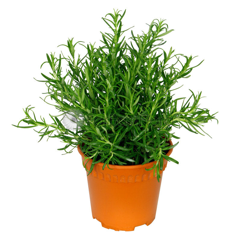 Rosemary (P15c)