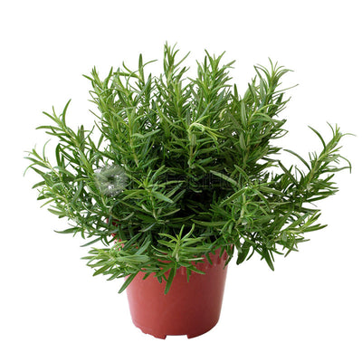Rosemary (P15c)
