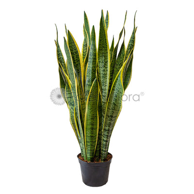 Sansevieria T. Laurentii nonrepotted