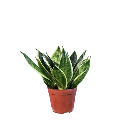 Sansevieria Black Star P9c