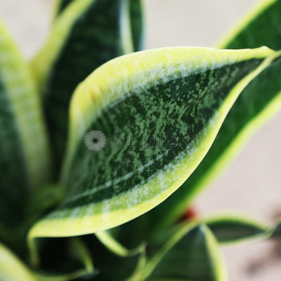 Sansevieria Superba