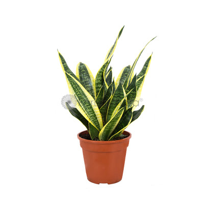 Sansevieria Superba (P17c)