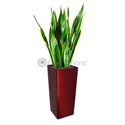 Sansevieria T. Laurentii In GQ4 Pot Red