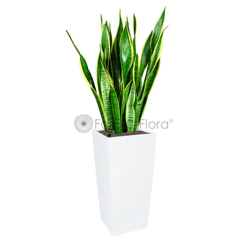 Sansevieria T. Laurentii In GQ4 Pot White