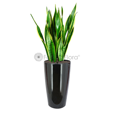 Sansevieria T. Laurentii In Plantplus Pot