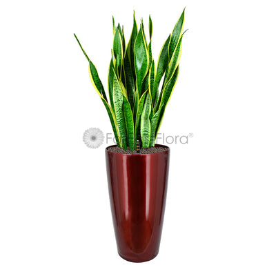Sansevieria T. Laurentii In Plantplus Pot