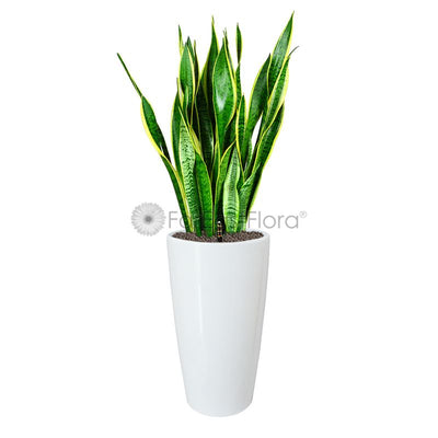 Sansevieria T. Laurentii In HG-3301 Pot White
