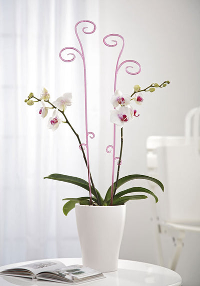 Scheurich 150/60 Orchid Stick