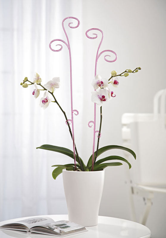 Scheurich 150/60 Orchid Stick