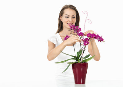 Scheurich 150/60 Orchid Stick