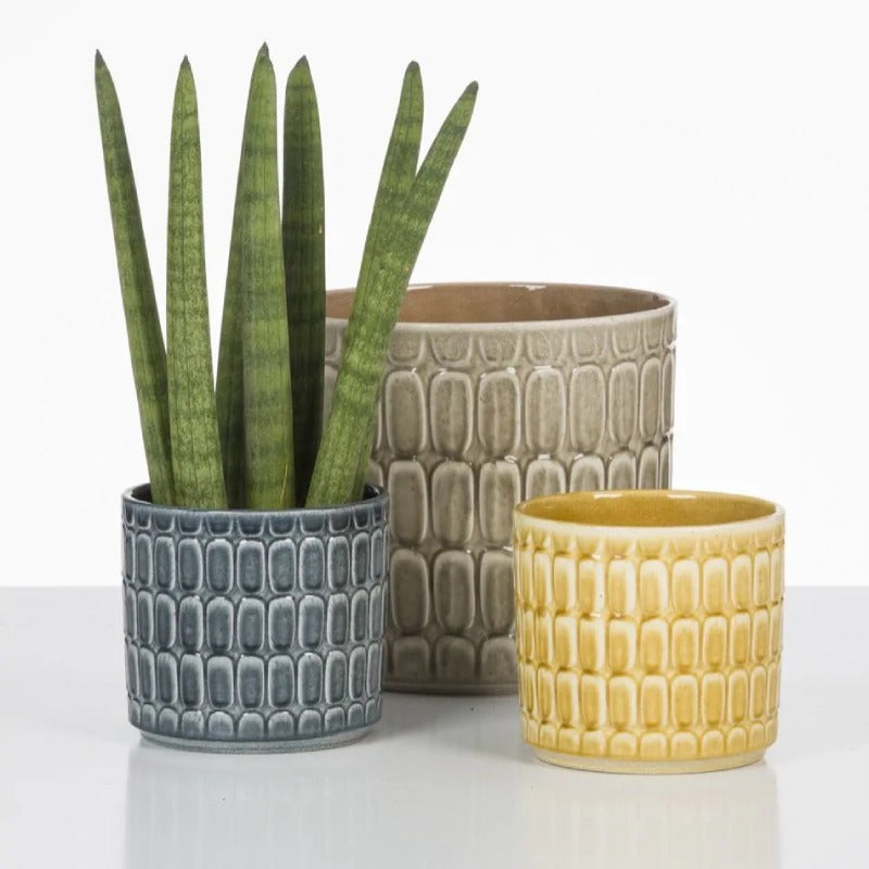 Scheurich 878 Lagom Cover Pot repotted