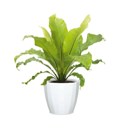 Scheurich 939/10 Cover Pot - Alaska Weiss Repotted
