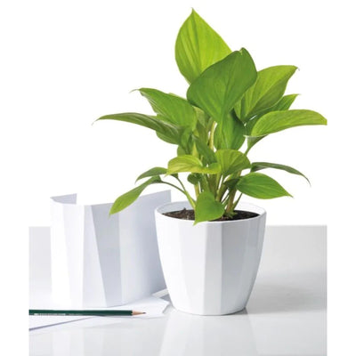 Scheurich 939/10 Cover Pot - Alaska Weiss Lifestyle
