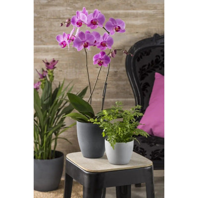 Scheurich 620/15 Cover Pot - Lifestyle 2