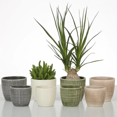 Scheurich 866/12 Corteza Cover Pot - Piementa Repotted