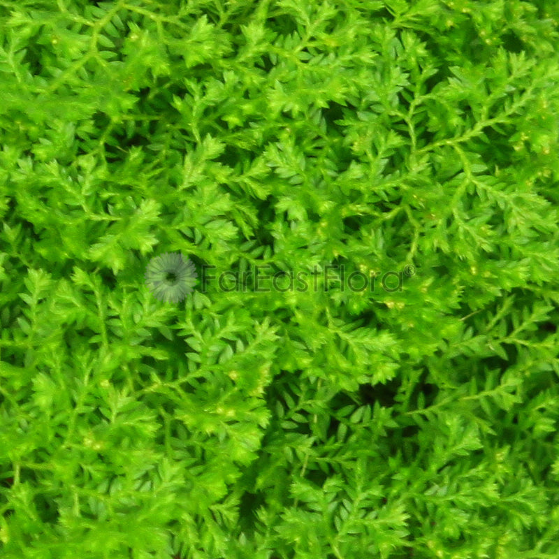 Selaginella Apoda closeup