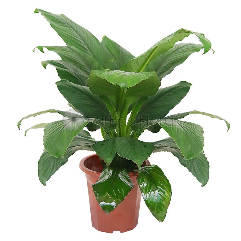 Spathiphyllum Sensation In Plantplus Pot