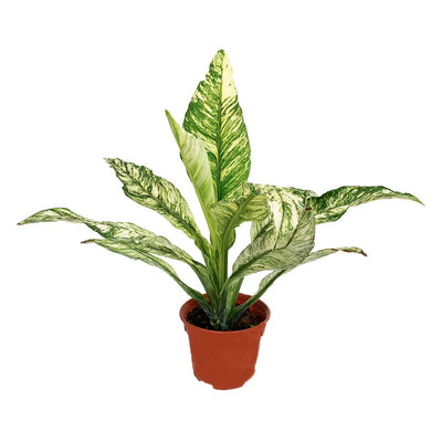 Spathiphyllum Variegated (P15c)