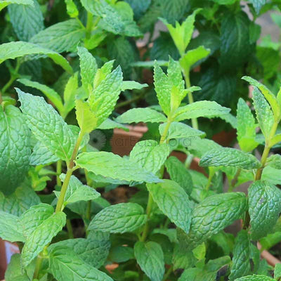 Spearmint