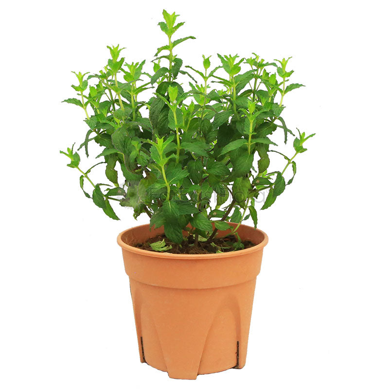 Spearmint (P15c)