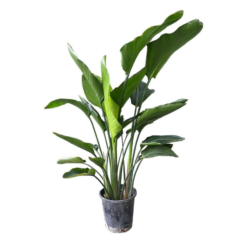 Strelitzia Nicolai