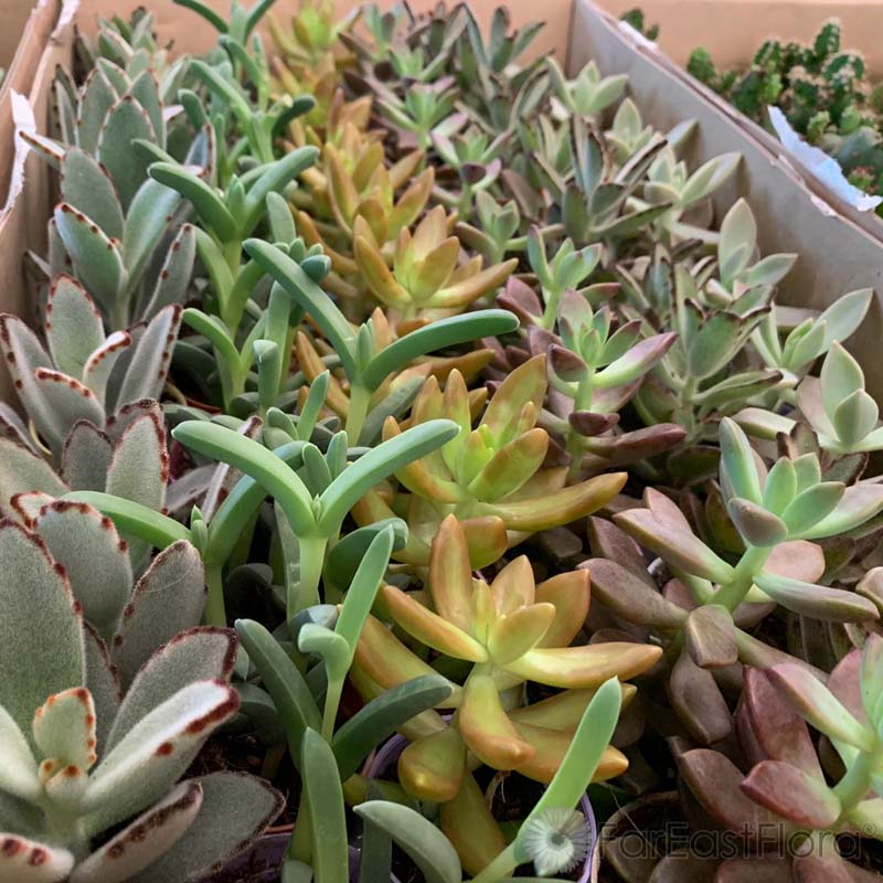 Succulents Mixed (P5.5c)
