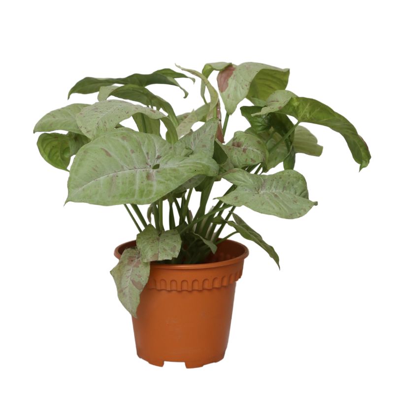 Syngonium Milk Confetti (P12c)