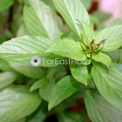 Thai Basil closeup