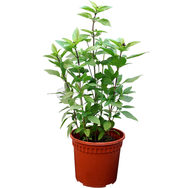 Thai Basil (P15c)