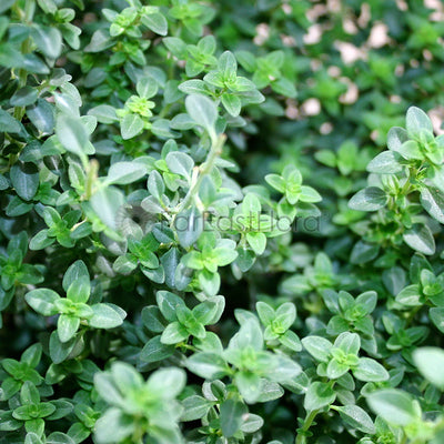 Thyme closeup