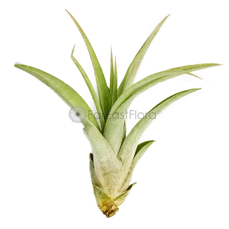 Tillandsia Capitata Peach