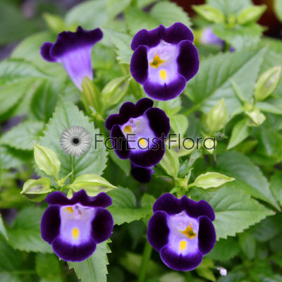 Torenia purple