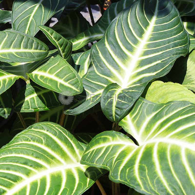 Xanthosoma Lindenii